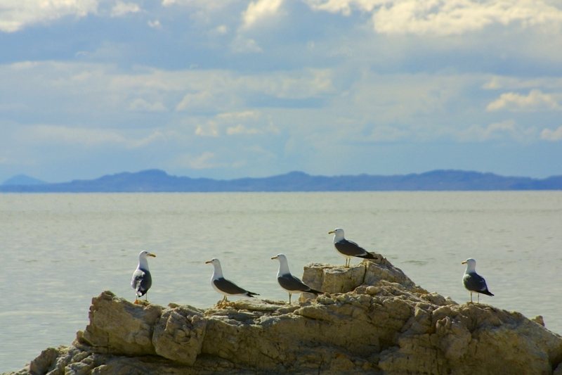 Five seagulls standing on rocks