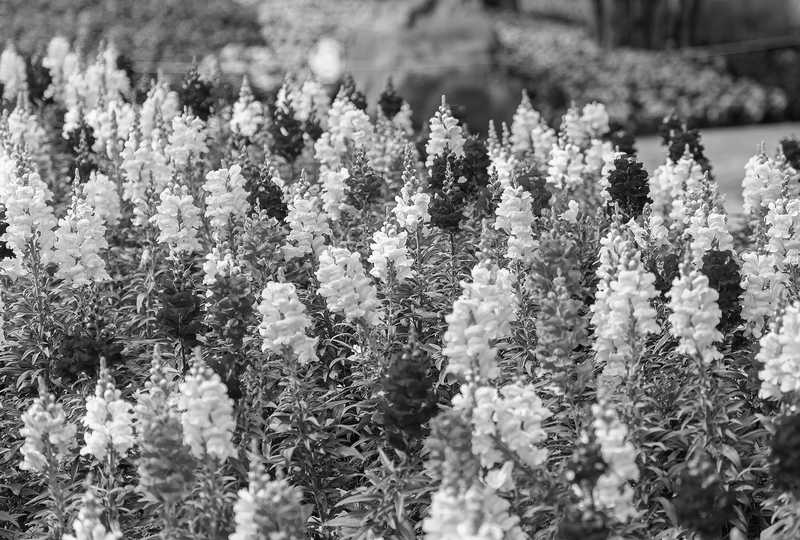 Grayscale flowers
