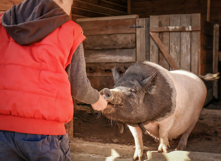 A boy feeding a pig