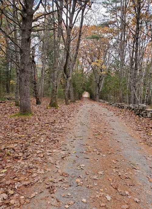 A narrow road through a wood