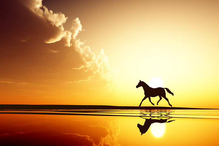 Silhouette of a horse galloping along a beach