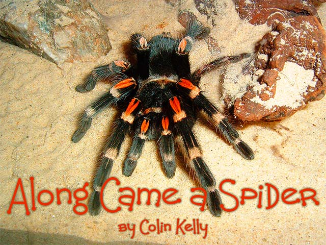 Along Came a Spider by Colin Kelly