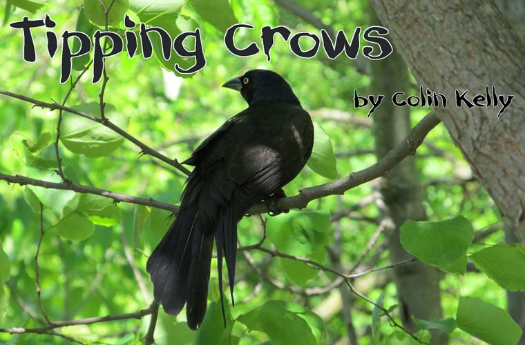 Tipping Crows by Colin Kelly