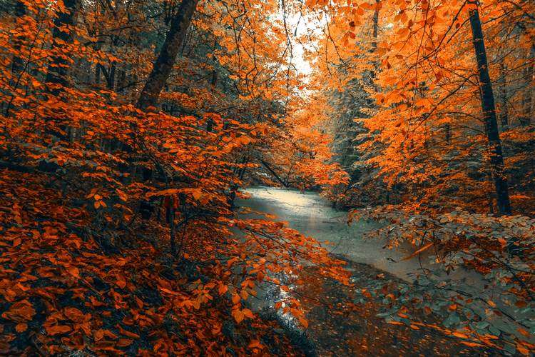 A creek in autumn