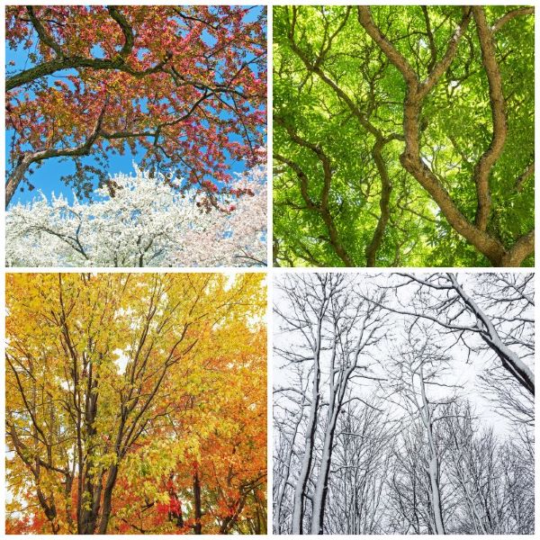 Tree leaves in 4 seasons