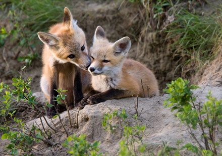 Two fox kittens playing