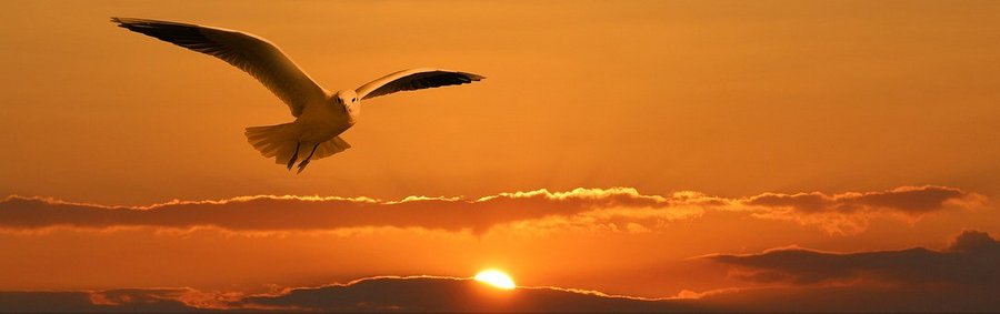 Seagull flying in front of a sunset