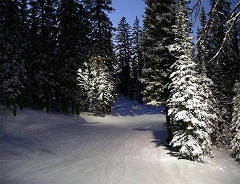 Ski Track in Forest