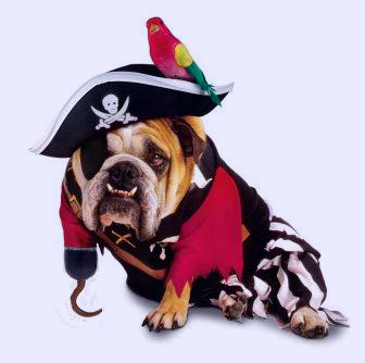 Bulldog in pirate costume