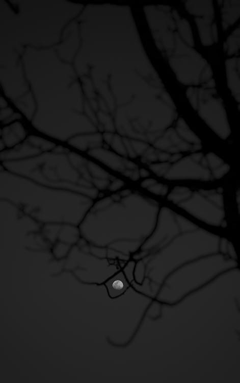 Spooky tree silhouetted in front of moon
