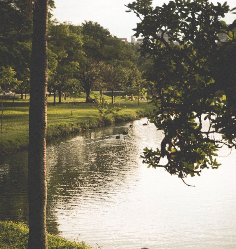 Placid pond bordered by grasssy shore