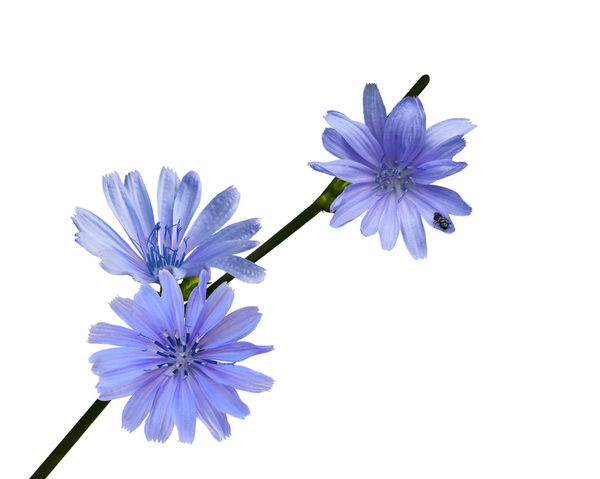 Chicory wildflower