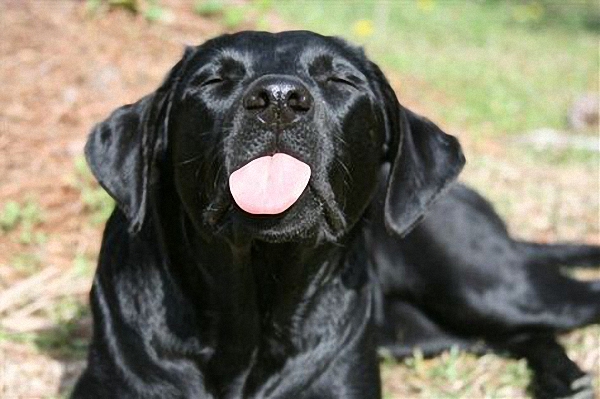 Dog making a funny face