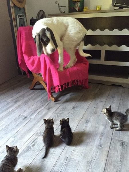 Dog on a chair bailed up by kittens