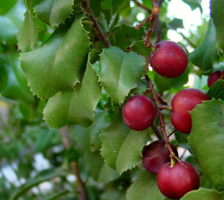 Bunch of fruit hanging on a treee