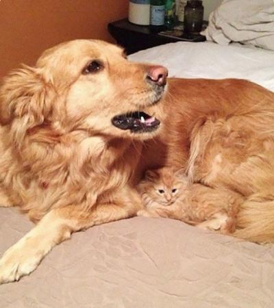 Golden retriever and ginger kitten curled-up together