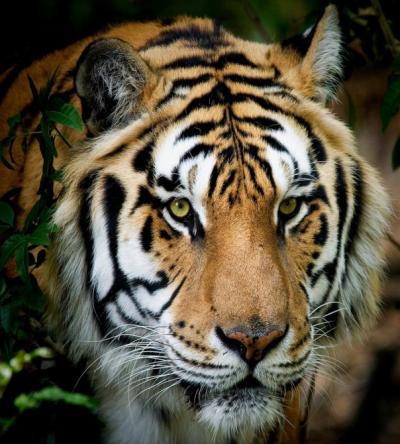 The face of a large tiger