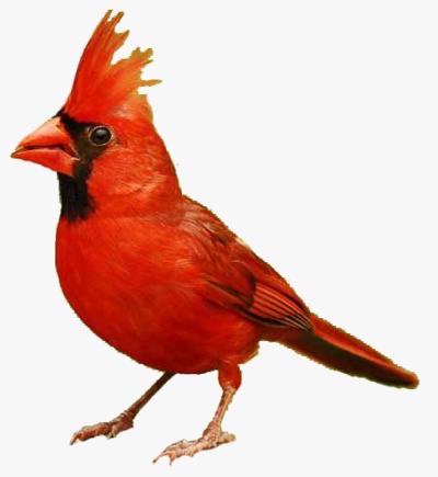 A red cardinal, wild bird