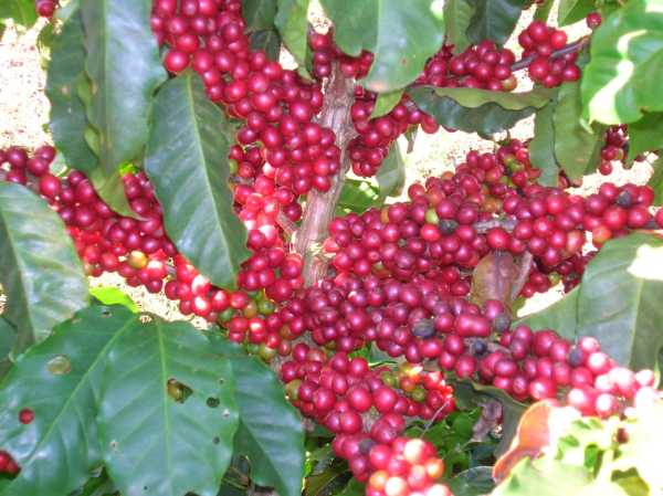 Coffee berries on a branch
