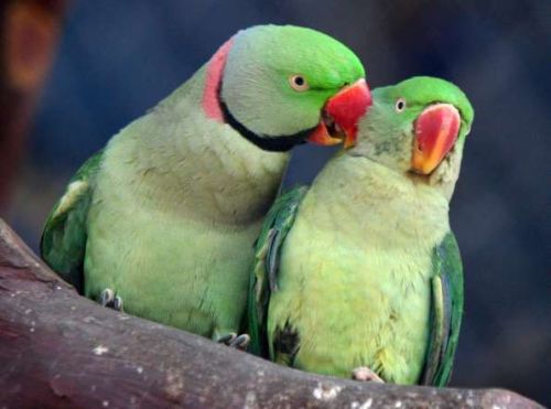 Two parrots