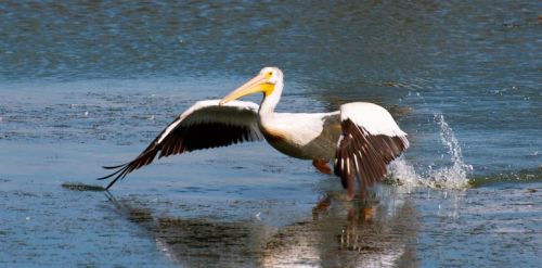 Pelican taking off from water