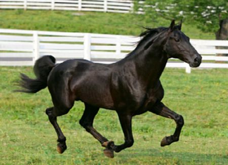 A black horse galloping in a field