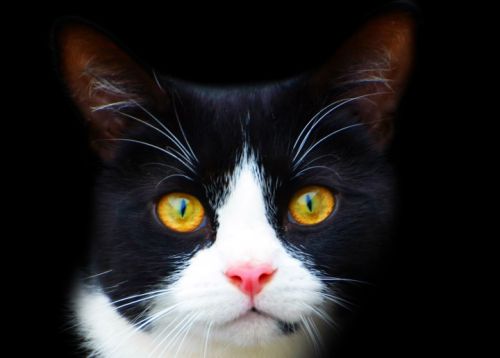 Black and white cat looking into the camera