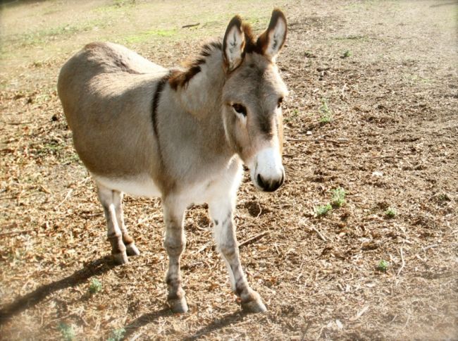 Donkey