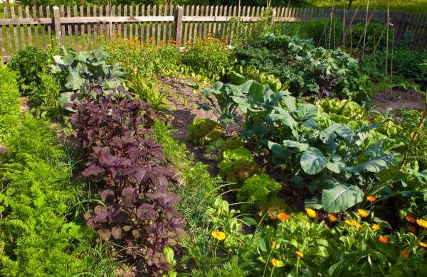 Summer vegetable garden