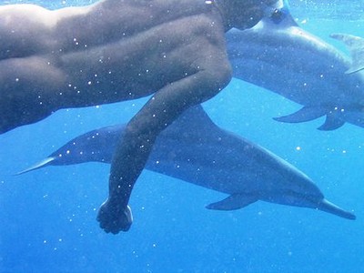 Person swimmin with dolphins