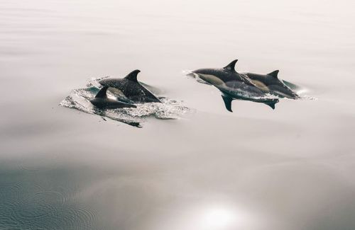 Dolphins Swimming off Captiva Island
