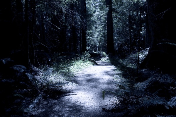 Spooky dark forest