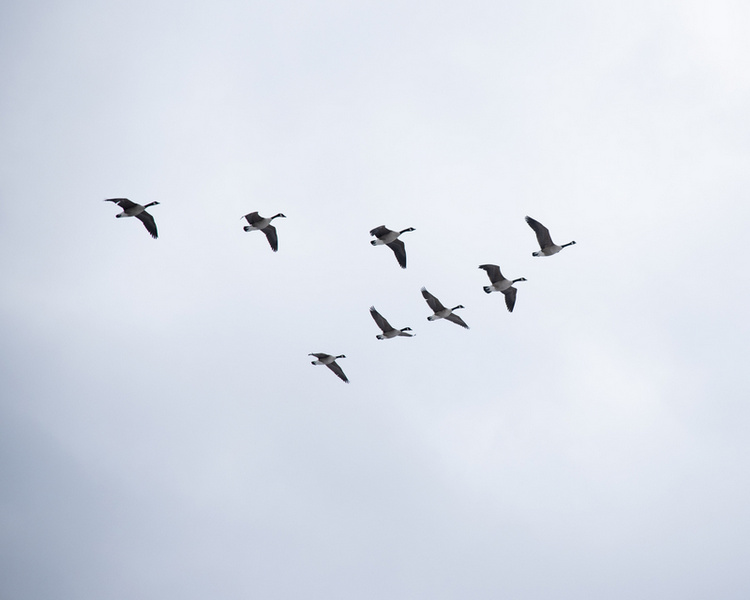 Canadian geese in v-formation flight