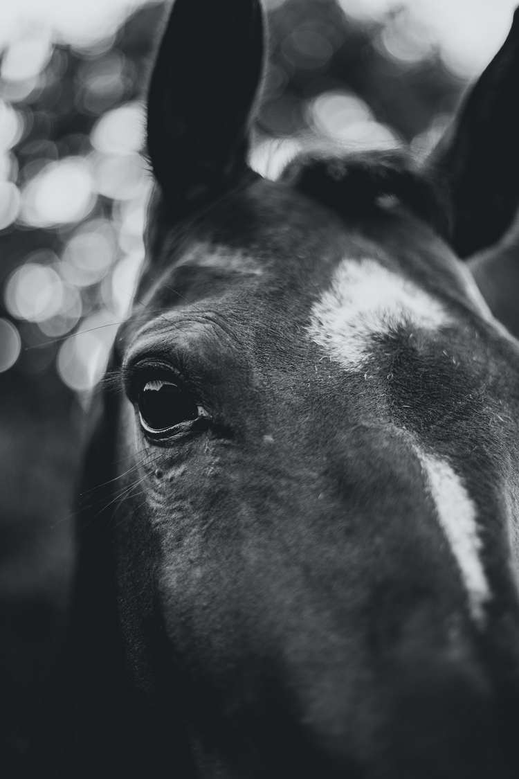 Face of black horse