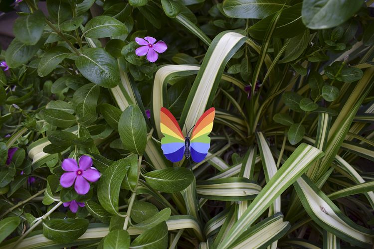 Rainbow-coloured butterfly on green plant