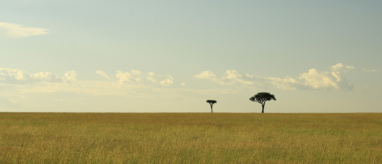 Two acacia trees